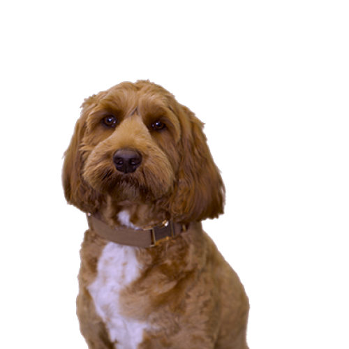 doggy_default@1x.png
